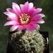 DSC06245Gymnocalycium heidiae GN 93-714