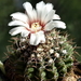 DSC06247Gymnocalycium baldianum v. albiflorum