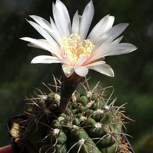 DSC06249Gymnocalycium poeschlii KFF 1158