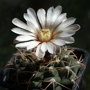 DSC06251Gymnocalycium moserianum