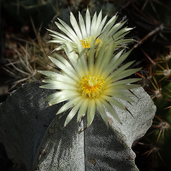 DSC06252Astrophytum myriostigma