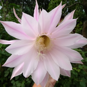 DSC06333Echinopsis multiplex