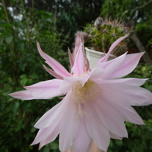 DSC06334Echinopsis multiplex