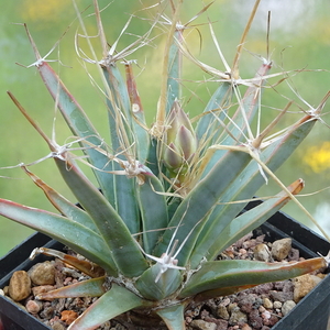 DSC06339Leuchtenbergia prirncipis