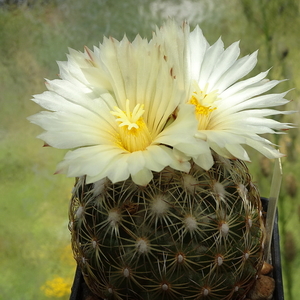 DSC06392Coryphantha delicata RS 1054