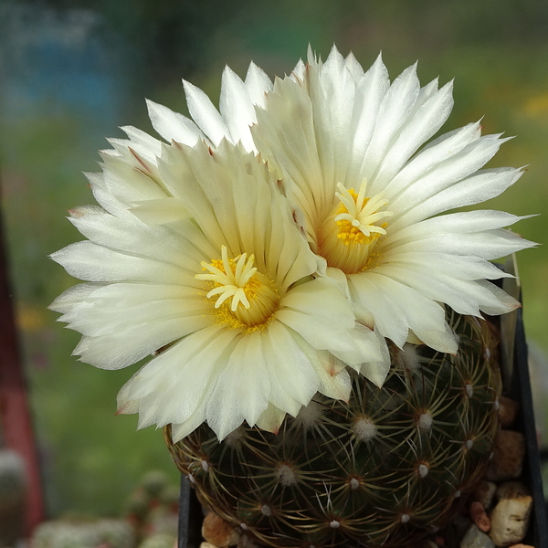 DSC06393Coryphantha delicata RS 1054