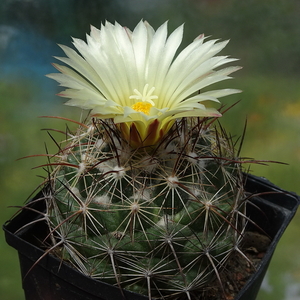 DSC06396Coryphantha lauii