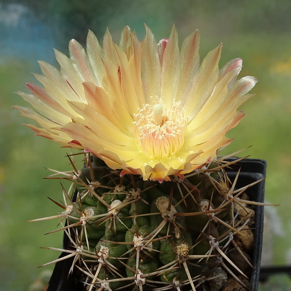 DSC06398Horridocactus minor nr.2