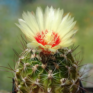 DSC06400Hamatocactus setispinus