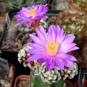 DSC06404Mammillaria therese