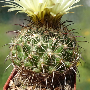 DSC06409Coryphantha hintoniorum ssp. geoffreyi