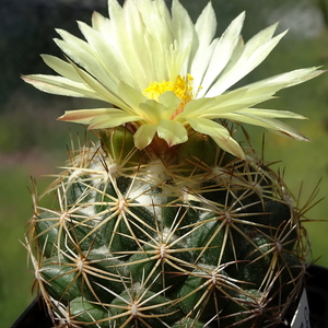 DSC06412Coryphantha palmeri v. pectinata Rio Pecos