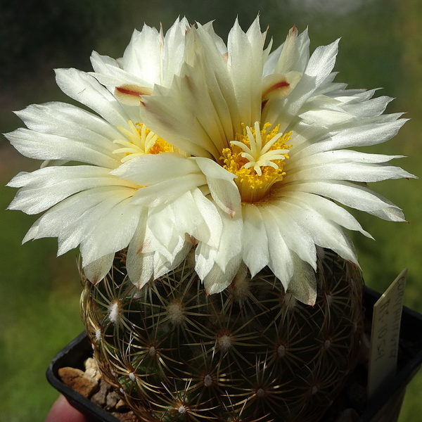 DSC06415Coryphantha hintoniorum GM1040