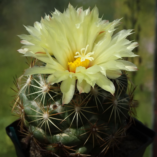 DSC06417Coryphantha indensis