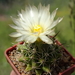 DSC06421Coryphantha hintoniorum ssp. geoffreyi