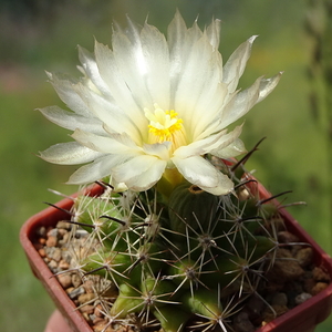 DSC06421Coryphantha hintoniorum ssp. geoffreyi