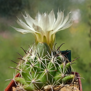 DSC06422Coryphantha hintoniorum ssp. geoffreyi