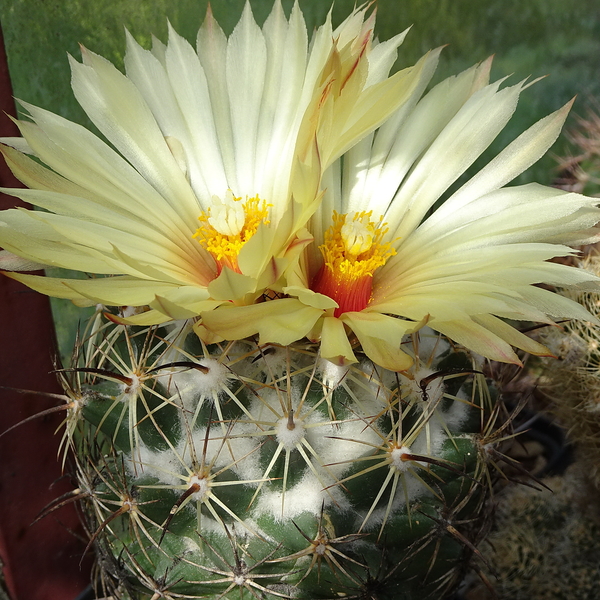 DSC06424Coryphantha pallida