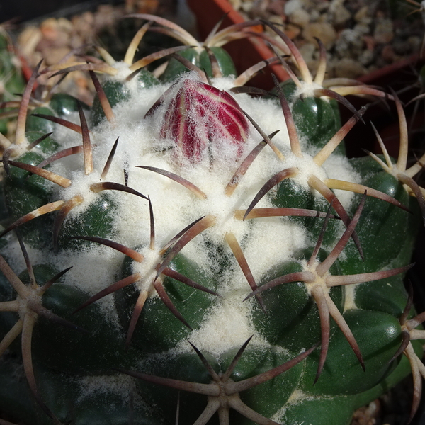 DSC06426Coryphantha elephantidens