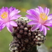 DSC06428Mammillaria therese