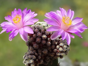 DSC06428Mammillaria therese