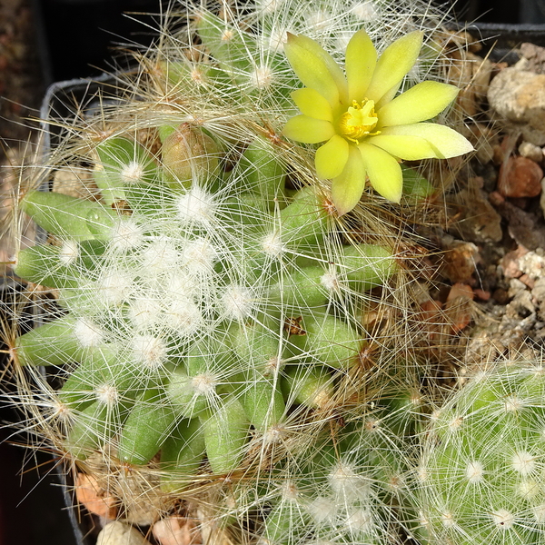 DSC06430Mammillaria baumii