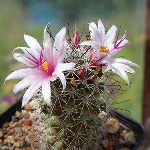 DSC06441Mammillaria frailean