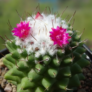 DSC06443Mammillaria polythele