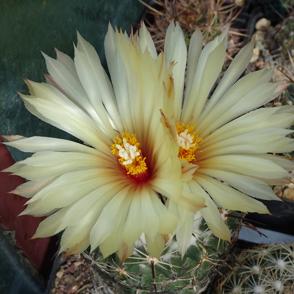 DSC06445Coryphantha pallida