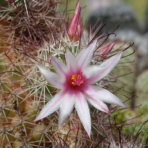 DSC06444Mammillaria frailean