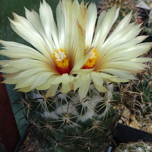 DSC06446Coryphantha pallida