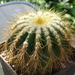 DSC06451Eriocactus schumannianus