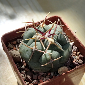 DSC06452Thelocactus hexaedrophorus v. lloydi nr 3