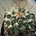 DSC06456Thelocactus lophothele