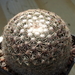 DSC06457Coryphantha compacta