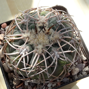 DSC06459Gymnocalycium spegazzinii v. punillense