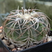 DSC06460Gymnocalycium spegazzinii v. punillense