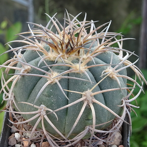 DSC06463Gymnocalycium spegazzinii