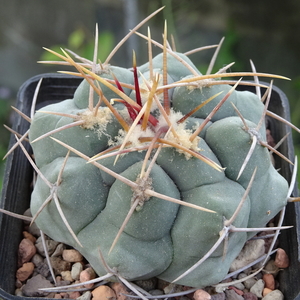 DSC06465Thelocactus hexaedrophorus nr4