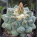 DSC06467Thelocactus rinconensis v. phymatothele