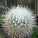DSC06468Thelocactus macdowellii