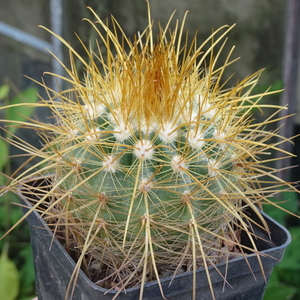 DSC06470Parodia maxima