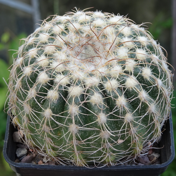 DSC06471Notocactus uebelmannianus