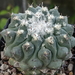 DSC06475Thelocactus rinconensis v. phymatothele