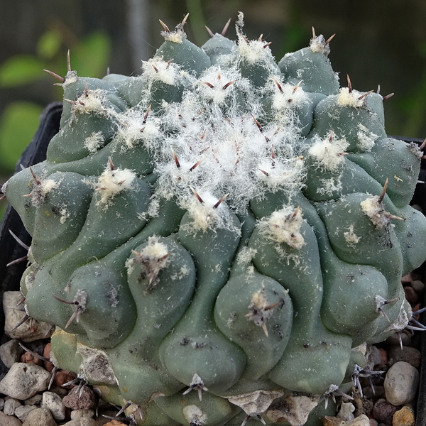 DSC06475Thelocactus rinconensis v. phymatothele