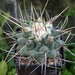 DSC06479Thelocactus rinconensis v. rinconensis nr 6