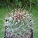 DSC06481Thelocactus matudae
