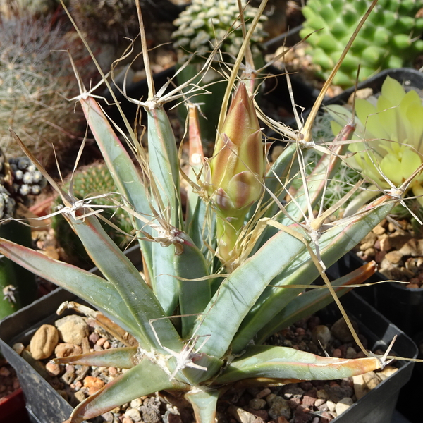 DSC06488Leuchtenbergia prirncipis