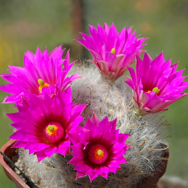 DSC06490Mammillaria guelzowiana var. robustior