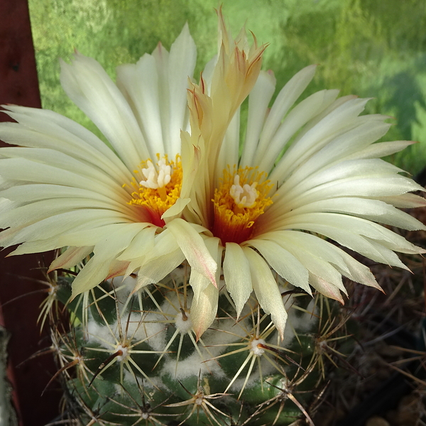 DSC06495Coryphantha pallida